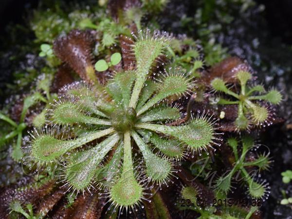 Spoon-Leaf Sundew